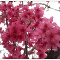 豐原~雲仙谷の紅山櫻花