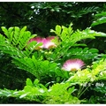 雲林~雨豆樹の花開
