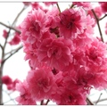 豐原~雲仙谷の八重櫻花
