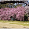 京都~二條城の桜花