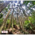 以長壽山路徑，前段香杉林、中段孟宗竹林、後段柳杉林，綠蔭清涼，最受登山者喜愛。