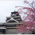 九州~熊本城の桜花
