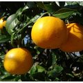 「公老坪」柑橘