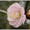 豐原~雲仙谷の紅梅花