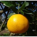 「公老坪」柑橘