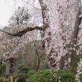 日~京都天龍寺の櫻花