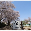 韓~慶和車站の櫻花