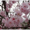 豐原~雲仙谷の櫻花