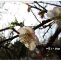 嘉義~梅山公園の花