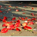 五月裡「雞冠刺桐」花開美艷動人，火紅的花色總讓人佇足欣賞它艷麗的花姿。

