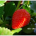 台中~草莓園の花果