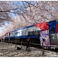 韓~慶和車站の櫻花
