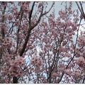 豐原~雲仙谷の櫻花