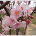 豐原~雲仙谷の香水櫻花