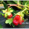台中~草莓園の花果