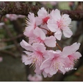 豐原~雲仙谷の香水櫻花