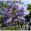 南非~藍花楹の花開