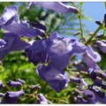 南非~藍花楹の花開