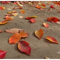 紅葉季節有櫻木、槭樹的紅葉，以及銀杏、櫸木的黃葉，構成自然的色彩點綴大阪城。