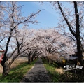 日~島根縣の桜花