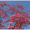 栃木~花水木の赤花