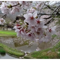 四月下旬的到訪，還可欣賞到民家園吉野櫻花開，山中雖下雨過後雲霧瀰漫無缺賞趣。