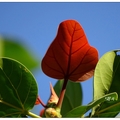 孟加拉榕の隱花果