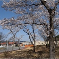 日~廣島/安佐SAの桜