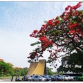 炎夏的五月天東海大學校園裡鳳凰花開，教堂的周遭被這遍紅花裝點了更鮮麗。

隨風飄落花瓣撒落校園小徑，似為畢業學子獻上祝福。
