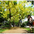位於中興大學右側的興大綠園道植有一整排的阿勃勒樹，5月份初綻的阿勃勒花黃橙橙整串高掛於樹稍。
