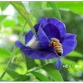 「蝶豆花」於深秋花開時有著藍色夢幻的感觸，多瓣的蝶豆花遠似一朵藍色玫瑰花，單瓣的蝶豆花近似一隻翩然起舞的藍色花蝴蝶。