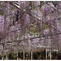 栃木~足利の‎紫藤花