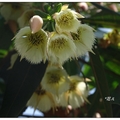 三義~水石榕の花開 