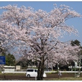 宮崎~母智丘公園の桜