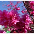台中~天主堂の桜花