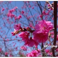 台中~天主堂の桜花
