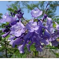 初夏是藍花楹綻放的季節，風鈴般藍色花朵於陽光下閃爍著，非常美麗耀眼。