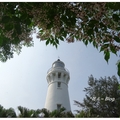 白沙岬燈塔の苦楝花