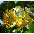 加羅林魚木原生於南太平洋加羅林群島，是白花菜科的落葉喬木植物，灰白色的樹皮，樹高約10公尺。