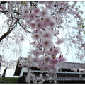 日~北海道五稜郭の櫻花