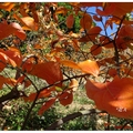 公老坪~橙黃の柿葉