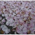 長野~諏訪湖の櫻花