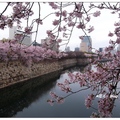 日~大阪府の桜花