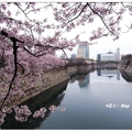 日~大阪府の桜花