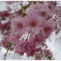 長野~諏訪湖の櫻花