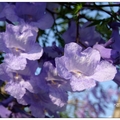 豐原~藍花楹の花開