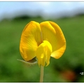 大肚山~花生の花開