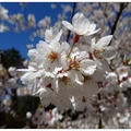 每年約於三月中是霧社山櫻綻放的時點，花開時滿樹白花，彷彿像下雪般的美。