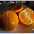 豐原~觀音山の柑橘