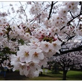 吉野公園位於日本九州鹿兒島縣鹿兒島市吉野町，它是座綜合性公園。

公園裡種植約有八百多株櫻花樹，有六百株染井吉野櫻花遍布於園內。